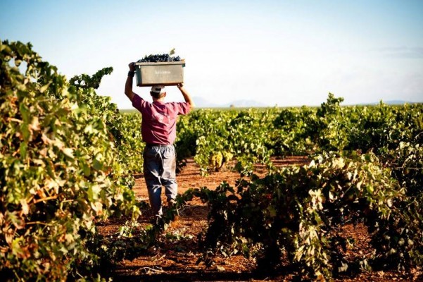 Más 2.300 trabajadores agrícolas hallan una salida tras las campañas en los consejos comarcales de empleo  