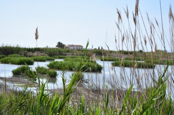 Ribó pide al Gobierno agua para l'Albufera y regenerar las playas del sur