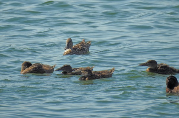 Una depuradora para anidar: los patos cuchara confían en la salud de las aguas de Cabezo Beaza