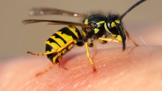 ¡Cuidado!: Aumentan las reacciones alérgicas por picaduras de avispas y abejas en los últimos 10 años