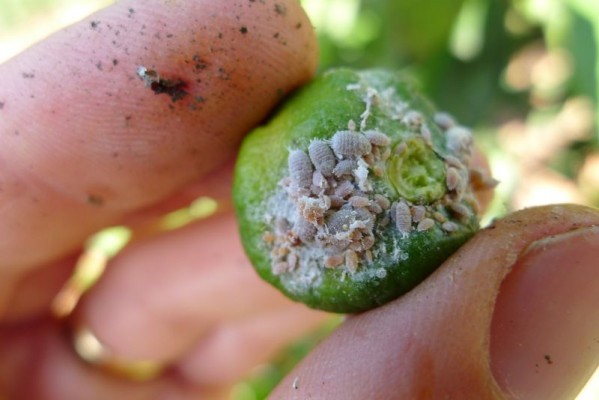 La cochinilla amenaza más de 36.000 hectáreas de cítricos: estas son las claves para hacer frente a la plaga