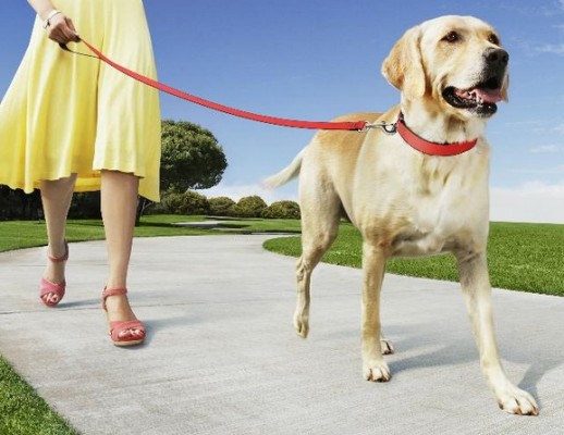 Los beneficios para el corazón de tener un perro