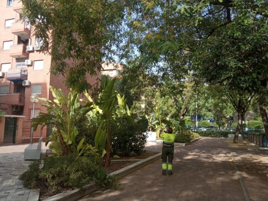 Árboles más sanos y menos molestos en Murcia: tres mil ejemplares son refaldeados