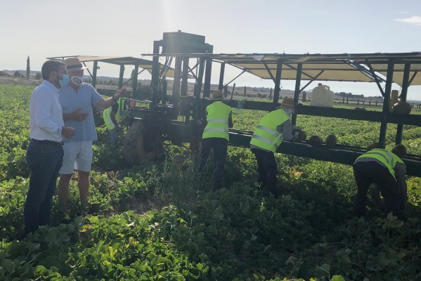La campaña de melón en la Región superará las 220.000 toneladas a pesar de los reveses del tiempo