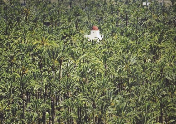 El punto ciego de la Ley del Palmeral: se aprobará su anteproyecto, pero aún no tiene Plan de Uso y Gestión