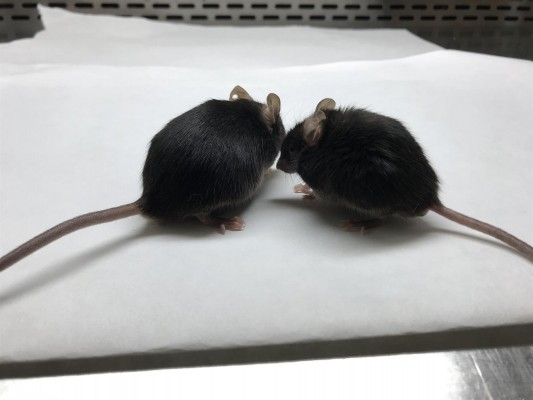 Investigadores de Yale logran un nuevo modelo de ratón que puede infectarse de covid-19
