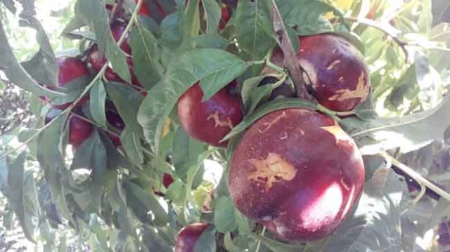 Murcia recibe en indemnizaciones uno de cada tres millones pagados por daños en la fruta