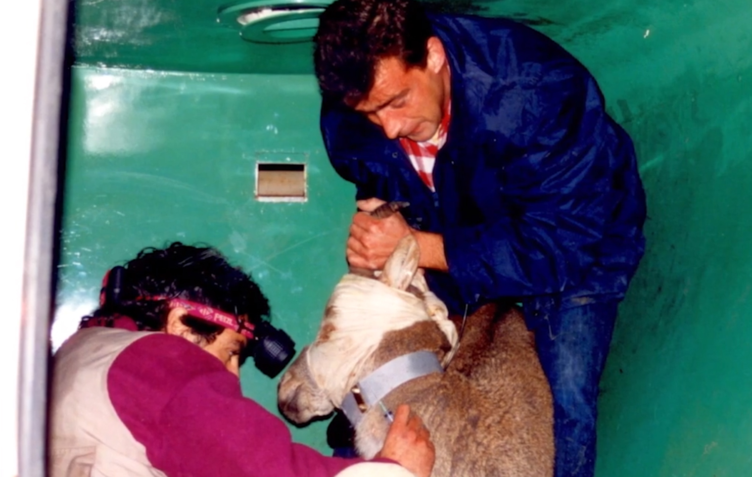 Crónica de la extinción y desextinción por
clonación del bucardo en los Pirineos