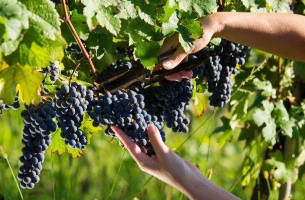 La vendimia ‘le planta cara’ a la pandemia: los viticultores prevén un cosechón