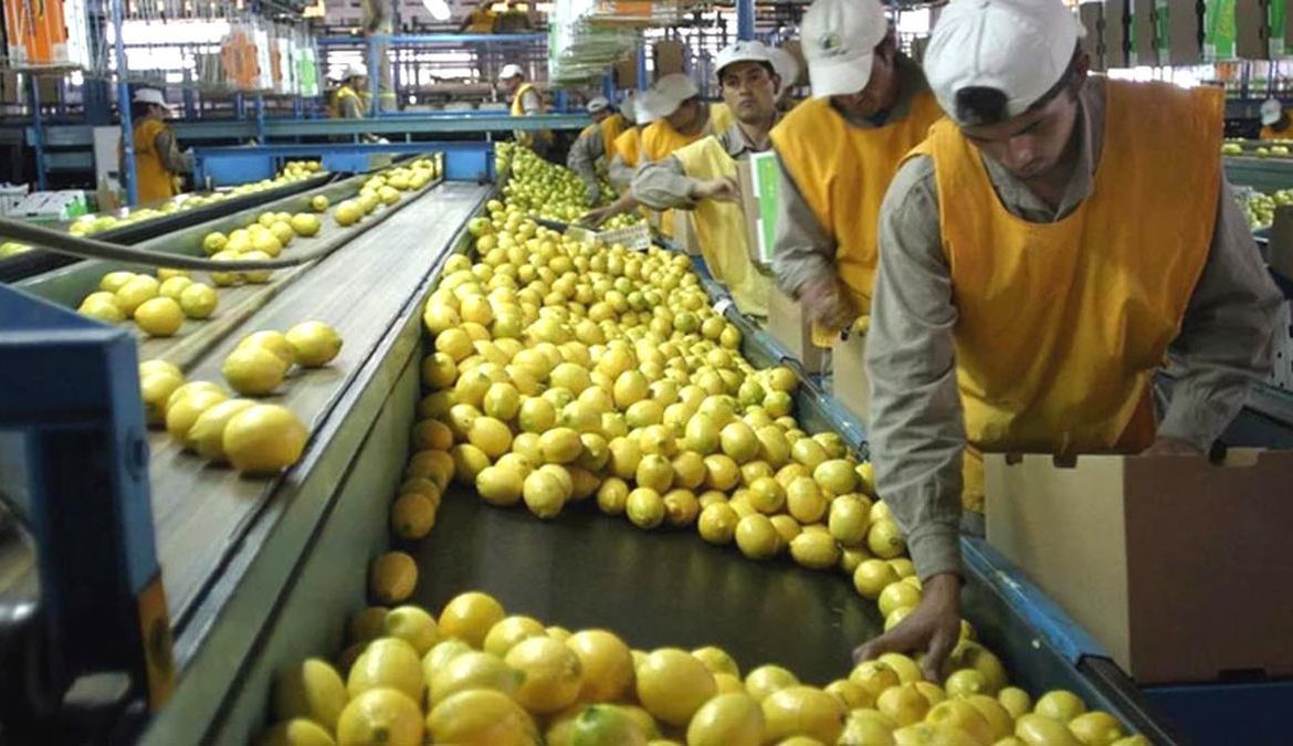 Limones de procedencia argentina. - 