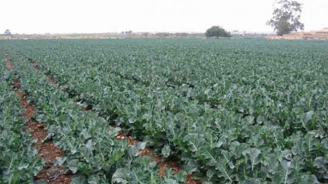 La Hermita 2012, otra ‘grande’ agrícola que suspende pagos forzada por los acreedores