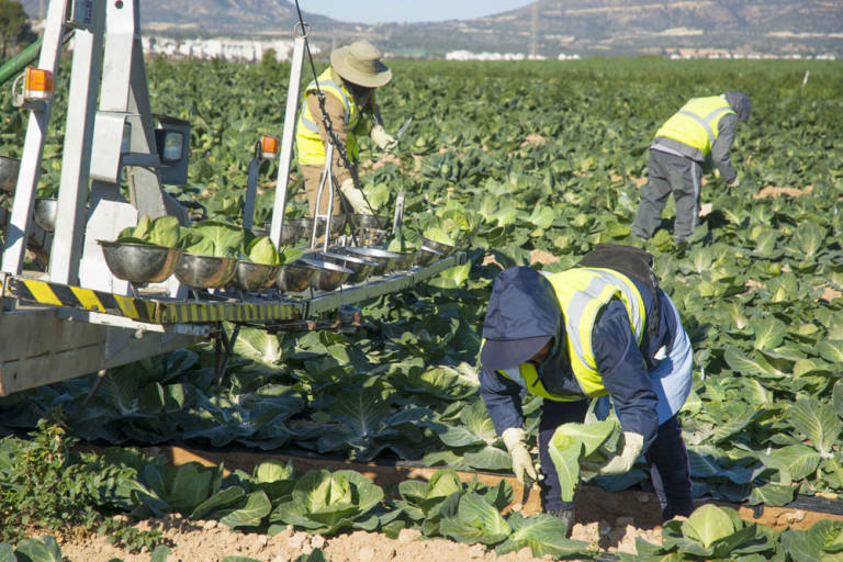 Agricultura subvencionará hasta el 40% de inversiones en planes de modernización