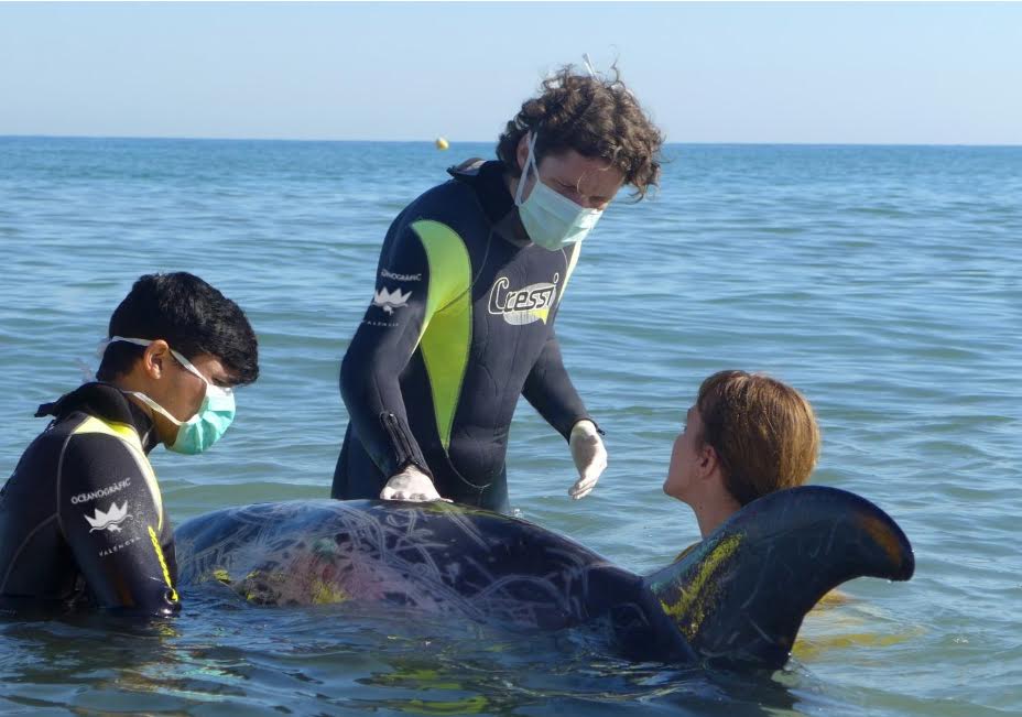 El Oceanogràfic celebra el Día Mundial de los Océanos

