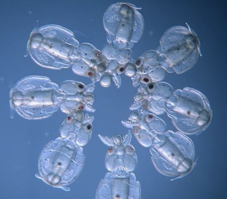 Crean calamares transparentes en la primera anulación de genes en cefalópodos
