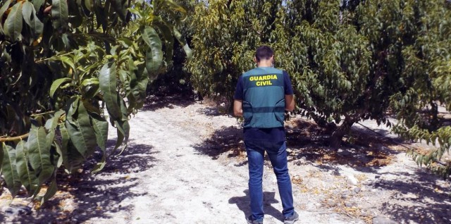 Golpe en el campo murciano: estafan 120.000 euros a agricultores de la Vega Alta en fruta no cobrada
