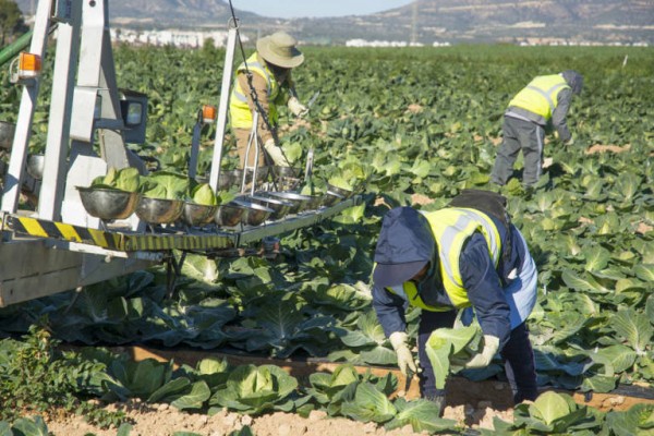 La agricultura sigue tirando del carro del empleo en la Región y registra 18.600 trabajadores más
