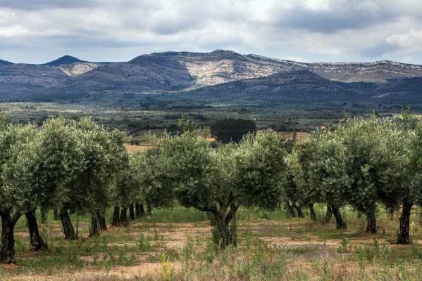 Un aceite de Sant Mateu, catalogado como uno de los diez mejores del mundo