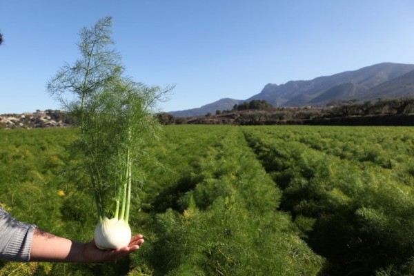 La Comunitat duplica el crecimiento en agricultura ecológica respecto a la media estatal
