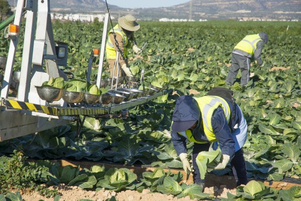 El cálculo del BBVA: el PIB de Murcia caerá un 10% pero resistirá mejor que el resto por su agricultura