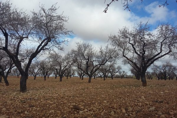 Campaña desigual de la almendra en la Comunitat: en Castellón caerá un 25%, según La Unió