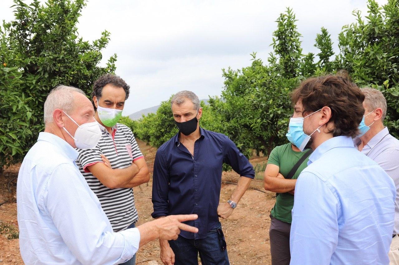 Ciudadanos denuncia ante la Comisión Europea la importación de cítricos con riesgo de plagas