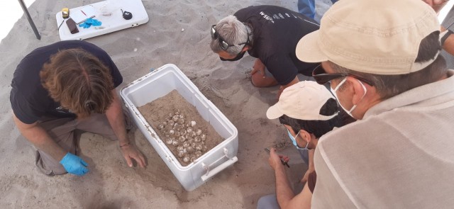 Una tortuga boba anida 100 huevos en La Manga