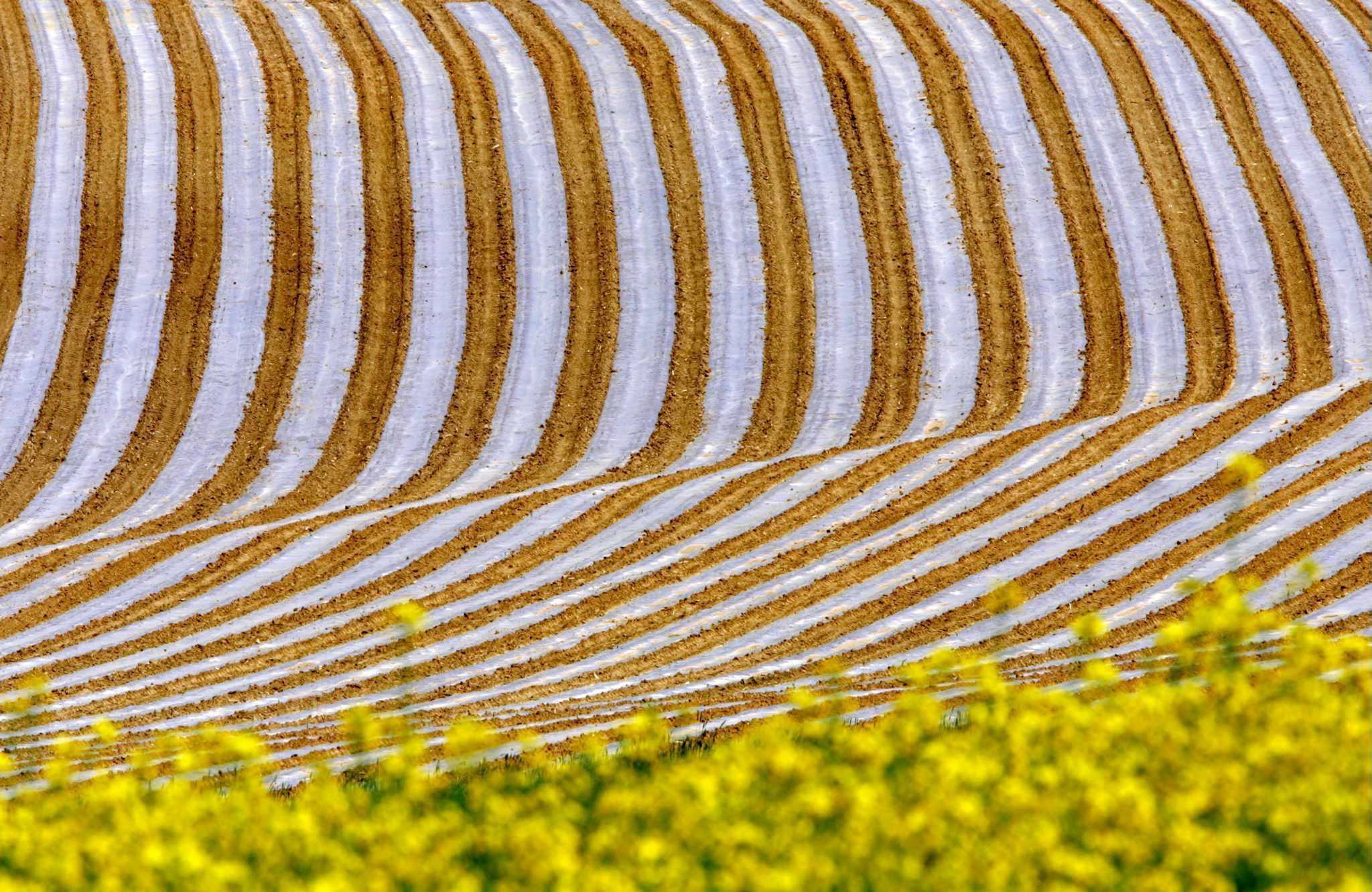 Campos de azúcar (Foto: EFE) - 