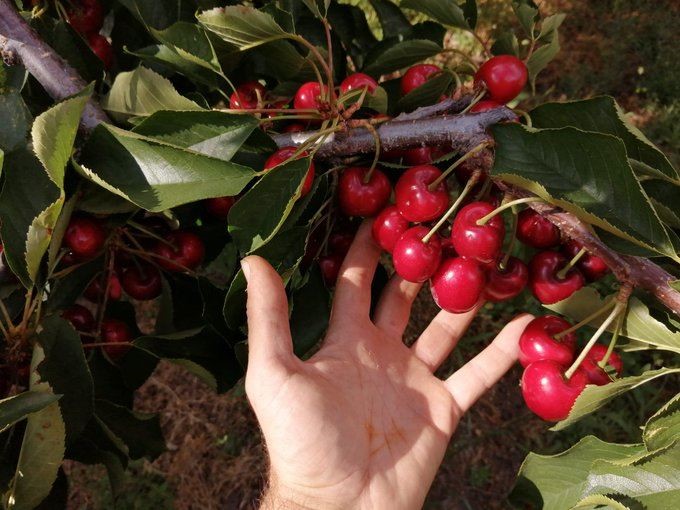 Los científicos alertan: la excesiva salinidad del suelo amenaza a la agricultura del planeta