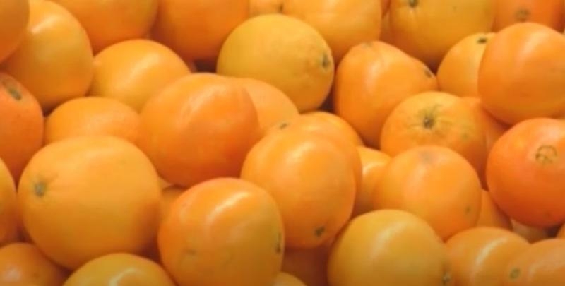 El Instituto Coordenadas alerta de que las importaciones de cítricos infectados de Argentina y Sudáfrica se disparan y propone a la UE endurecer los controles