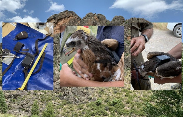 La Siesta Technologies recibe una subvención para desarrollar proyectos: entre ellos un localizador de rapaces