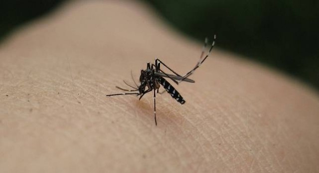 Demuestran por primera vez que el SARS-CoV-2 no es transmitido por mosquitos