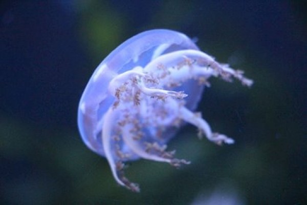 Las picaduras de insectos y medusas abarcan el 40% de las urgencias pediátricas en verano
