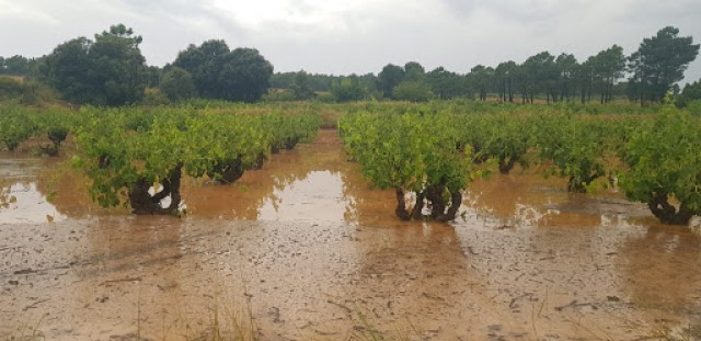 Cajamar crea una línea de 30 millones para los afectados por el granizo en Utiel-Requena
