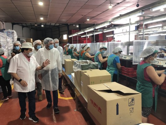 Los productores prevén superar las 140.000 toneladas de uva de mesa