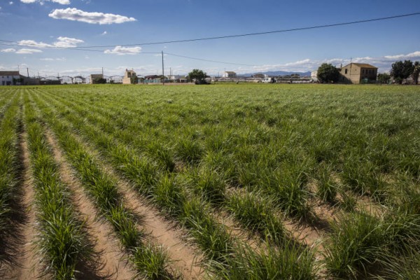 Per l'Horta reclama el traslado de una torre eléctrica de la V-21 en Alboraya
