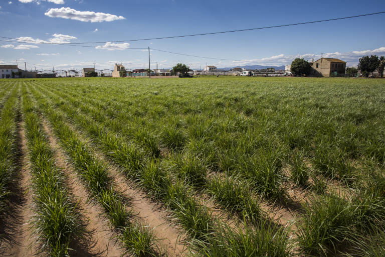 Per l'Horta reclama el traslado de una torre eléctrica de la V-21 en Alboraya
