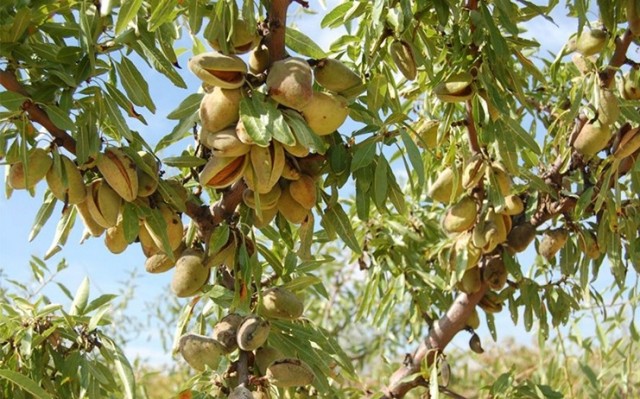 La almendra remonta en Castellón pero la cosecha será un 40% inferior a una campaña normal 