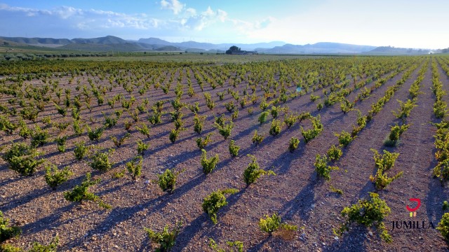 Los vinos de Jumilla se llevan siete premios Baco, los 'Goya' del vino