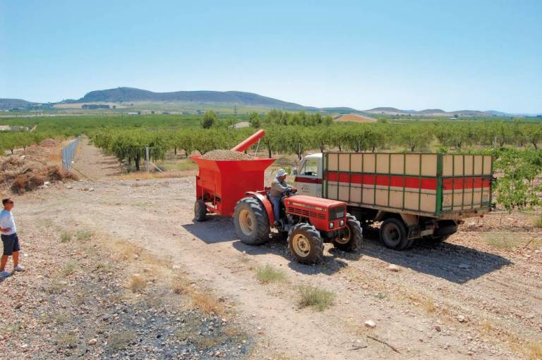 La Unió denuncia que la importación de almendra americana arruina a los productores valencianos