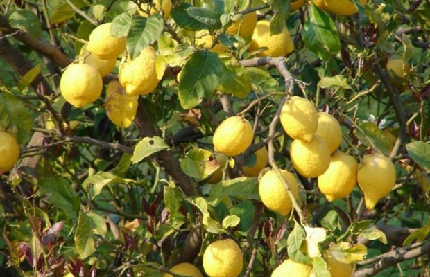 La plaga de pulvinaria que se ha extendido por 5.000 ha de cítricos contó con un pequeño foco el año pasado