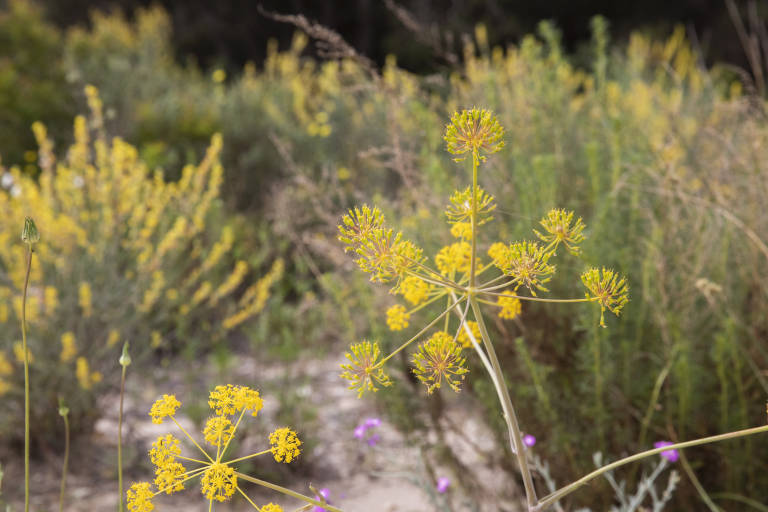Estes setmanes centenars de libèl·lules romanen al Saler a arbustos com estos. Foto: Eva Máñez - 