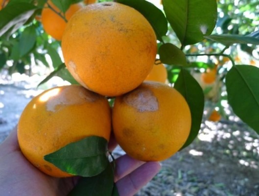 AVA-Asaja denuncia que el trips de la orquídea se expande 