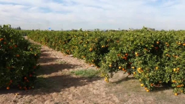 Abren expedientes sancionadores a tres empresas murcianas por incumplir la ley de la cadena alimentaria