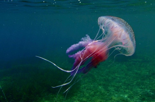 MedusApp: la aplicación que te dice si hay medusas en una playa o presencia de residuos en el mar