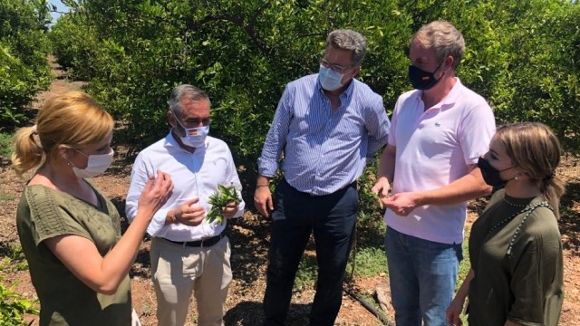 El PPCS exige indemnizaciones a los agricultores ante las pérdidas por la plaga del cotonet