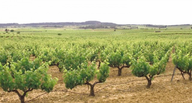 El Gobierno aprueba reducir 17% el rendimiento por héctarea en cava por covid