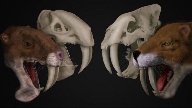 Un extraño dientes de sable no se comportó como temible depredador