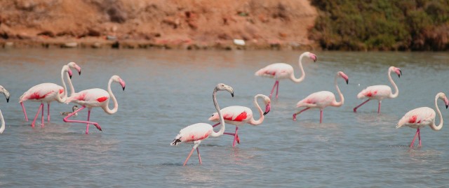 Apadrina un flamenco de las Salinas de San Pedro del Pinatar en la lucha contra la 'basuraleza'