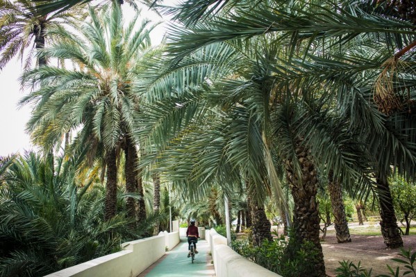 El PMUS de Elche propone eliminar 510 aparcamientos y dejar un solo carril de circulación en el Palmeral