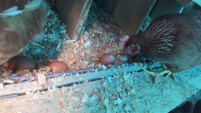 La Vall d'Uixó albergará una granja de 150.000 pollos y Benicarló otra con 22.000 gallinas camperas